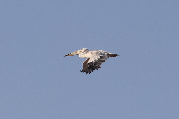 Pink-backed Pelican